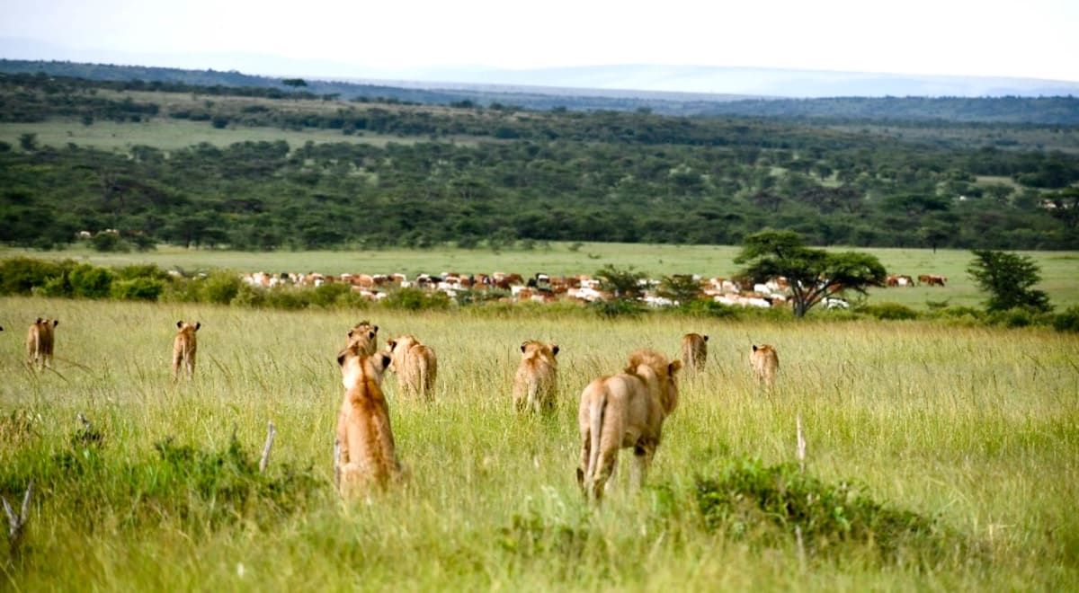 Kenya's Lions Learn to Share Land with Maasai Herders