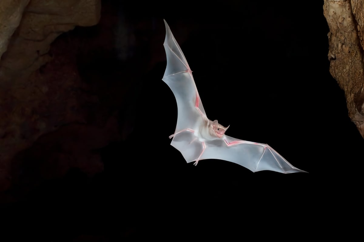 Researcher David Wechuli holding a net inside a cave in Kenya studying bat conservation