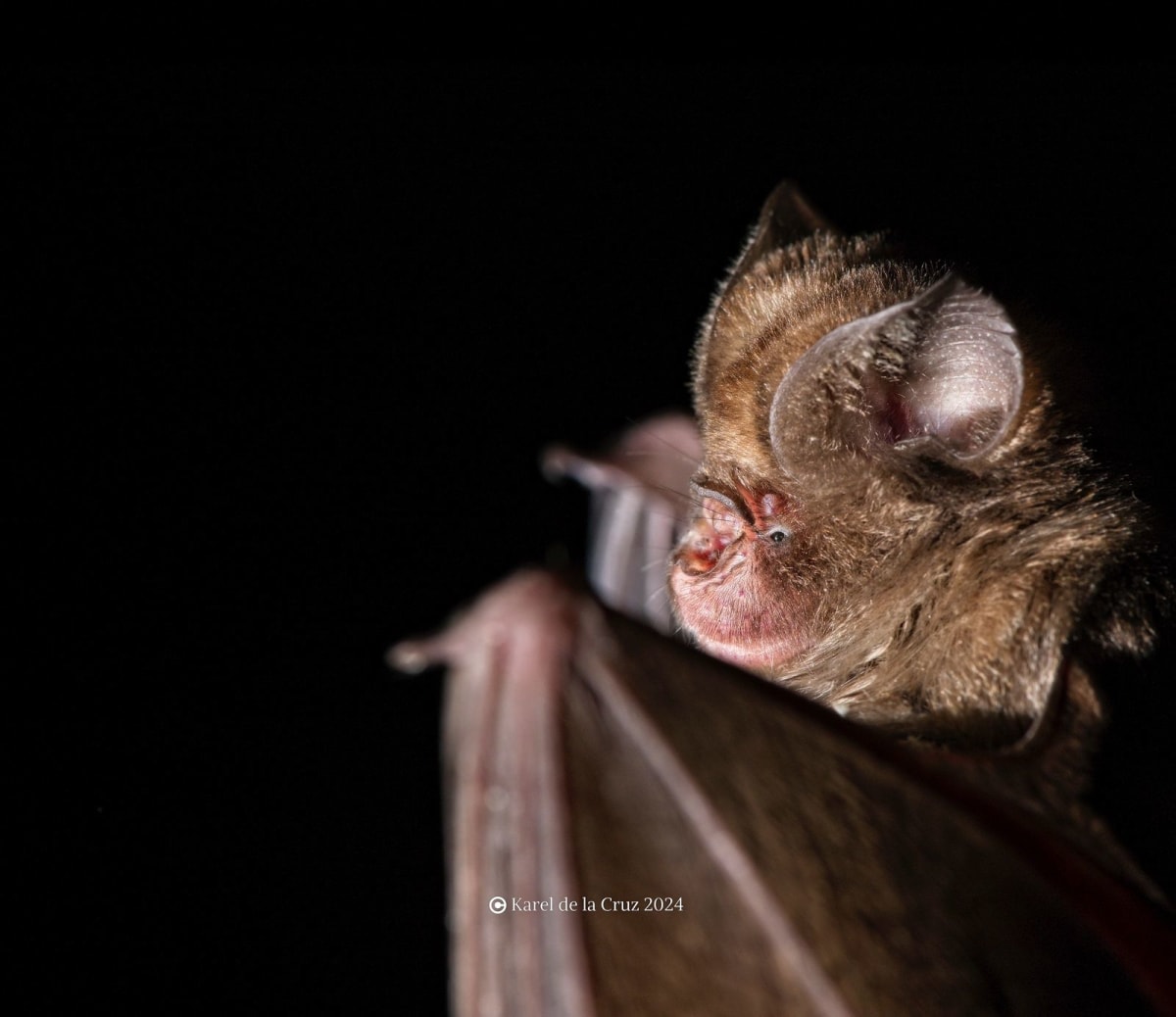 Kenya's Bat Guardians Protect Caves and Communities - Image 4