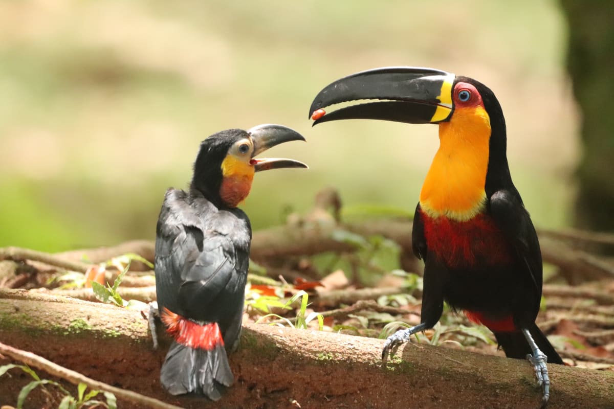 Toucans Revive Brazil's Urban Forest 50 Years After Return