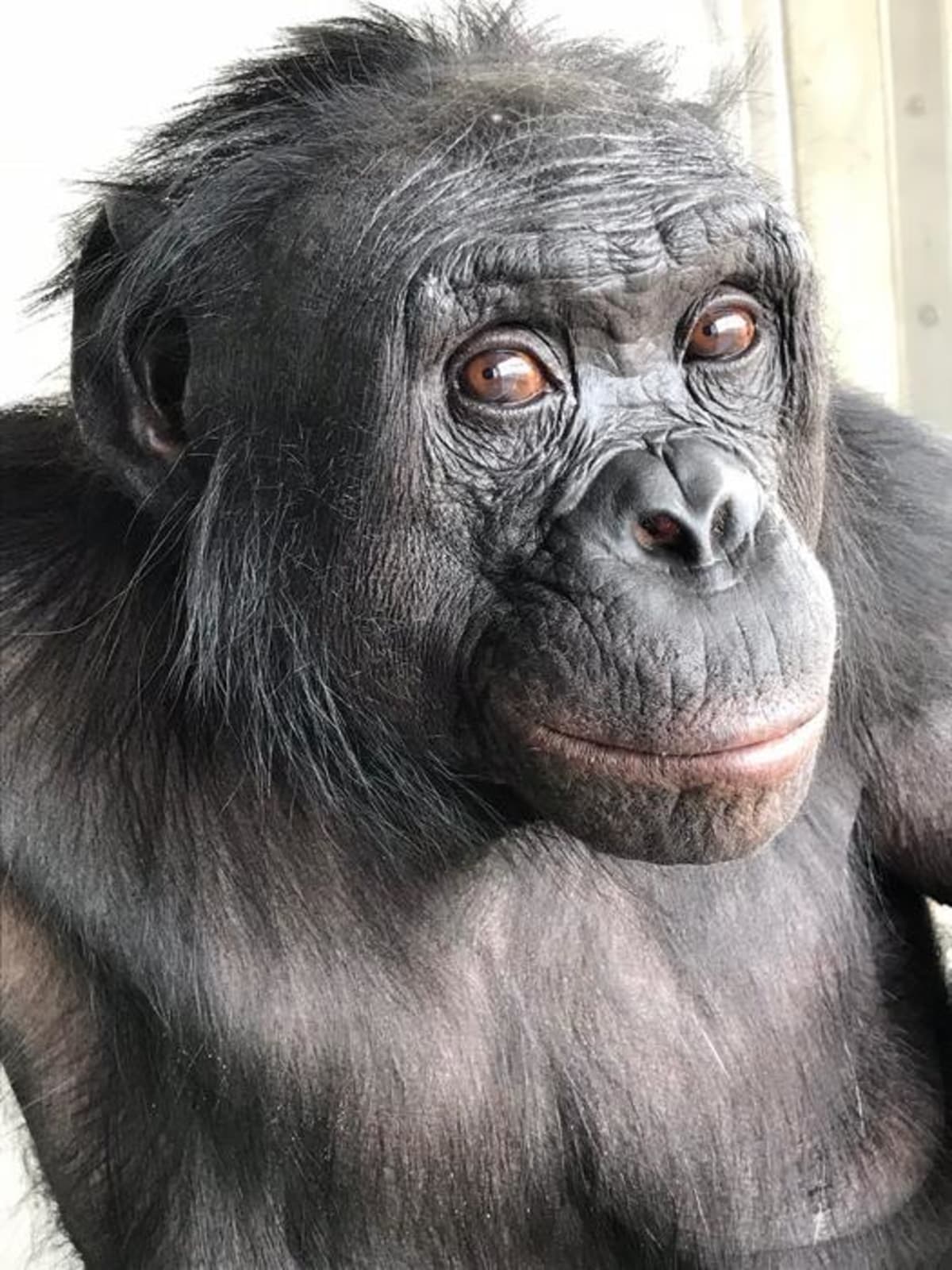 Bonobo Named Kanzi Could Imagine, Scientists Discover - Image 3