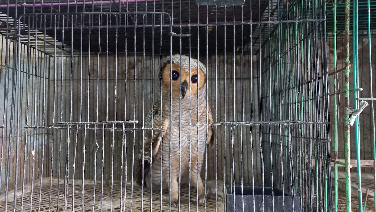 Facebook Shuts Down 9 Groups Selling Endangered Species