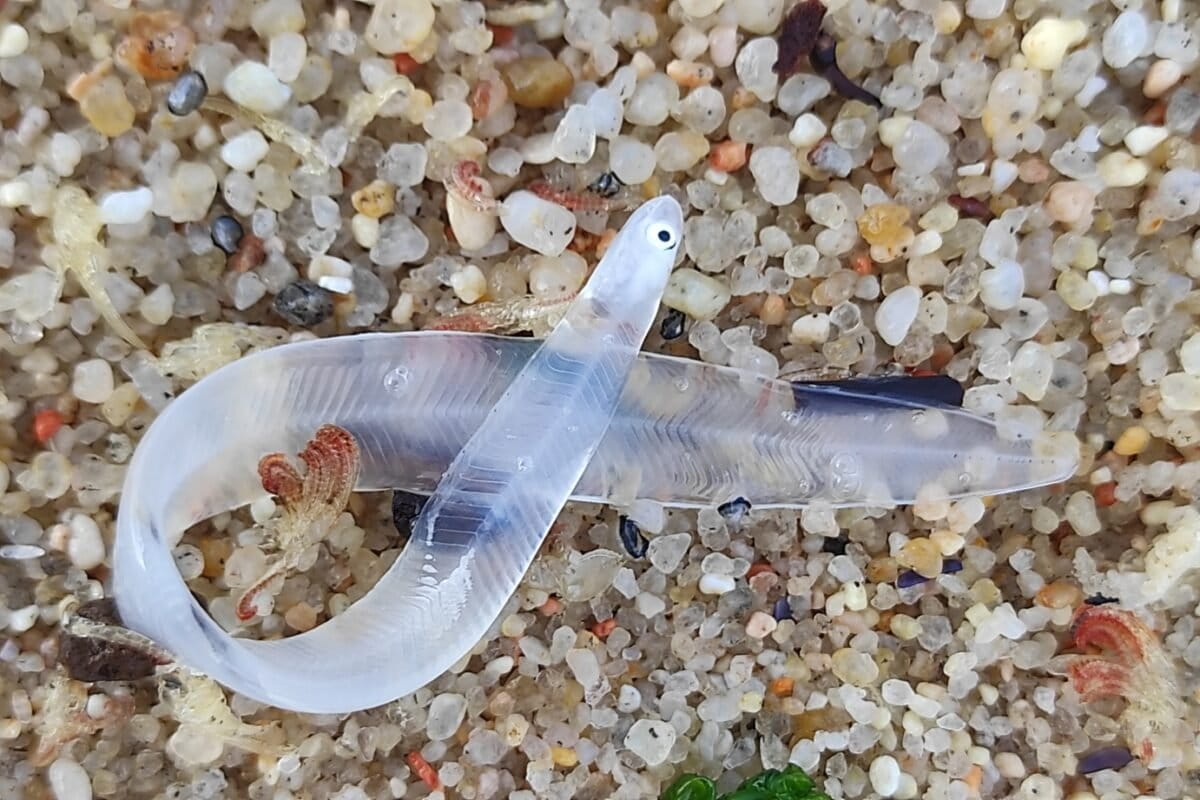 France and Spain Bust $690K Endangered Eel Smuggling Ring - Image 2