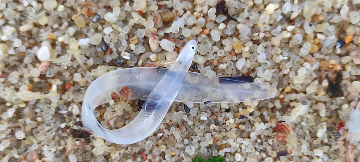 Transparent juvenile glass eels in water, critically endangered species targeted by smugglers