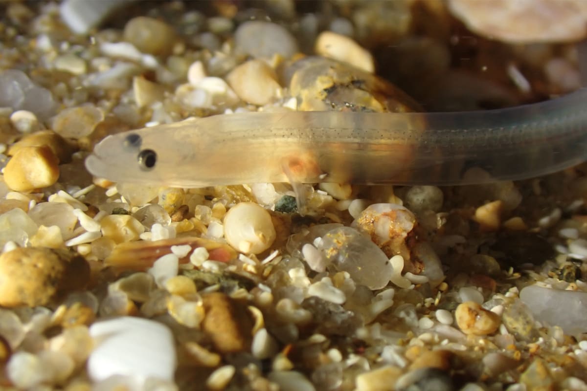 France and Spain Bust $690K Endangered Eel Smuggling Ring - Image 4