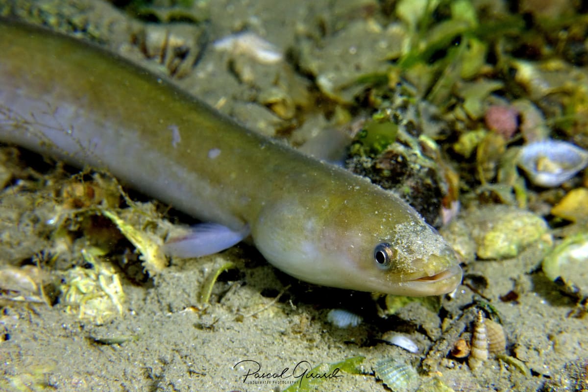 France and Spain Bust $690K Endangered Eel Smuggling Ring - Image 5