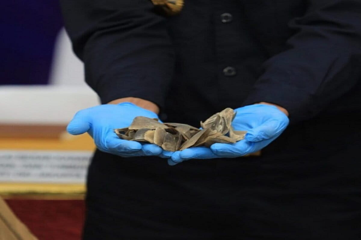 Indonesia Seizes $10M in Scales, Saves Future Pangolins - Image 2