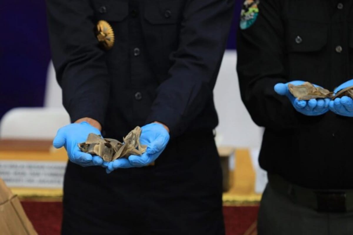 Indonesia Seizes $10M in Scales, Saves Future Pangolins - Image 4
