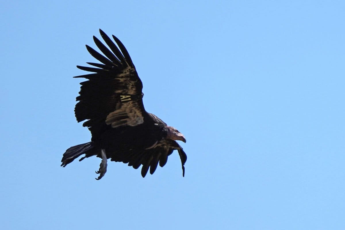 California Condors Nest in Pacific Northwest After 100 Years - Image 2