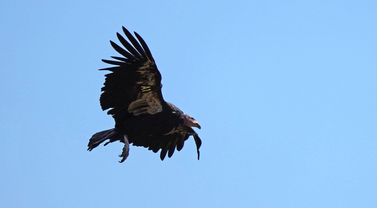 California Condors Nest in Pacific Northwest After 100 Years