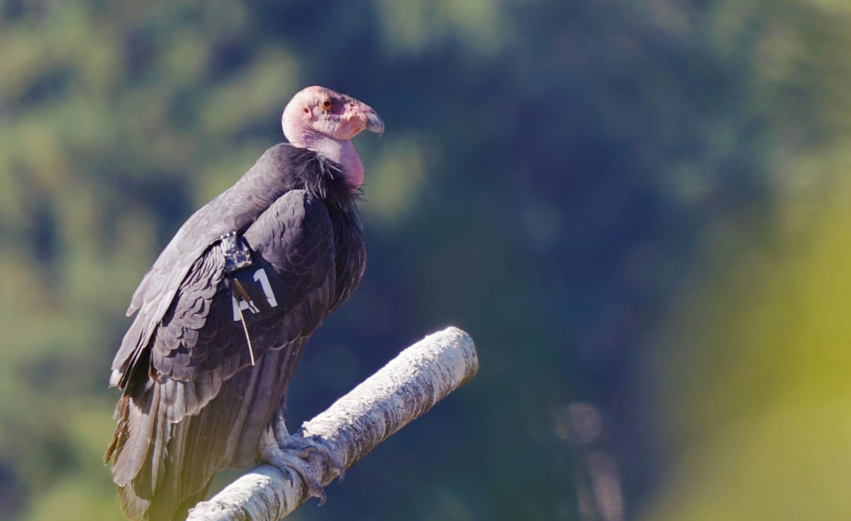 California Condors Nest in Pacific Northwest After 100 Years - Image 4