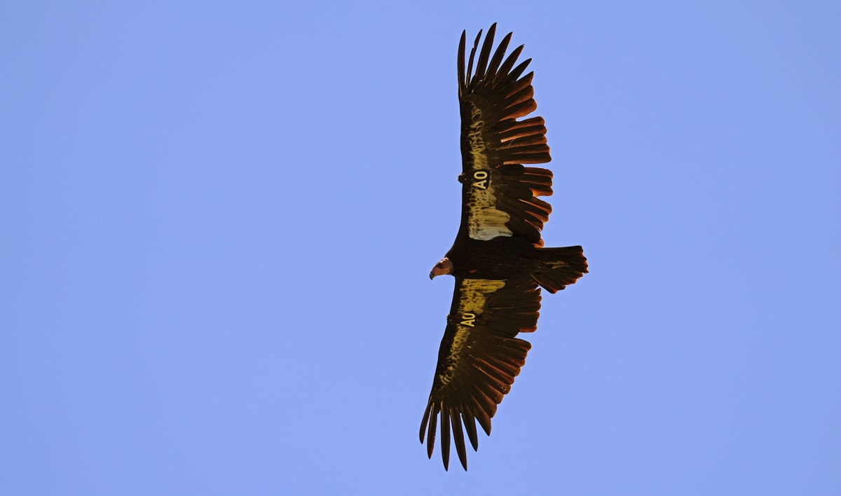 California Condors Nest in Pacific Northwest After 100 Years - Image 5
