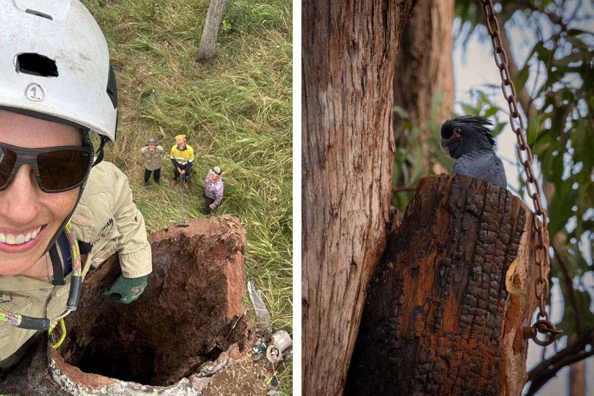 First Palm Cockatoo Chick Fledges From Artificial Nest - Image 3