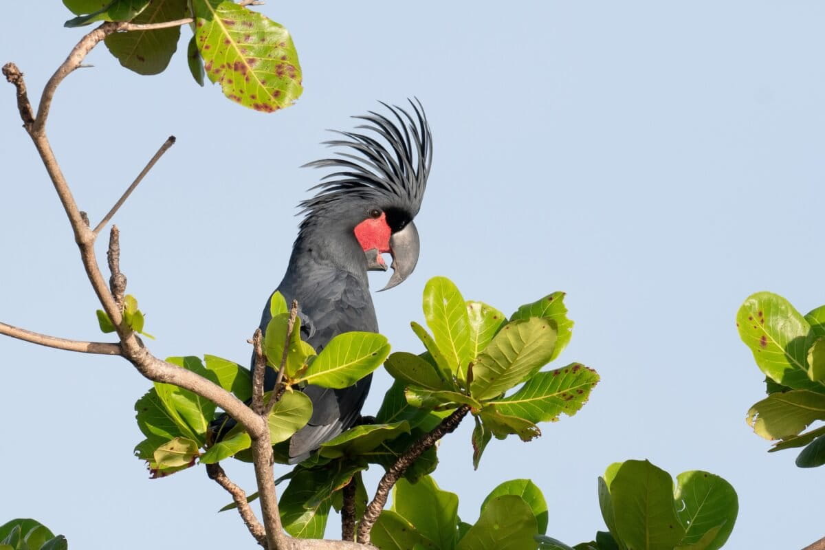 First Palm Cockatoo Chick Fledges From Artificial Nest - Image 2