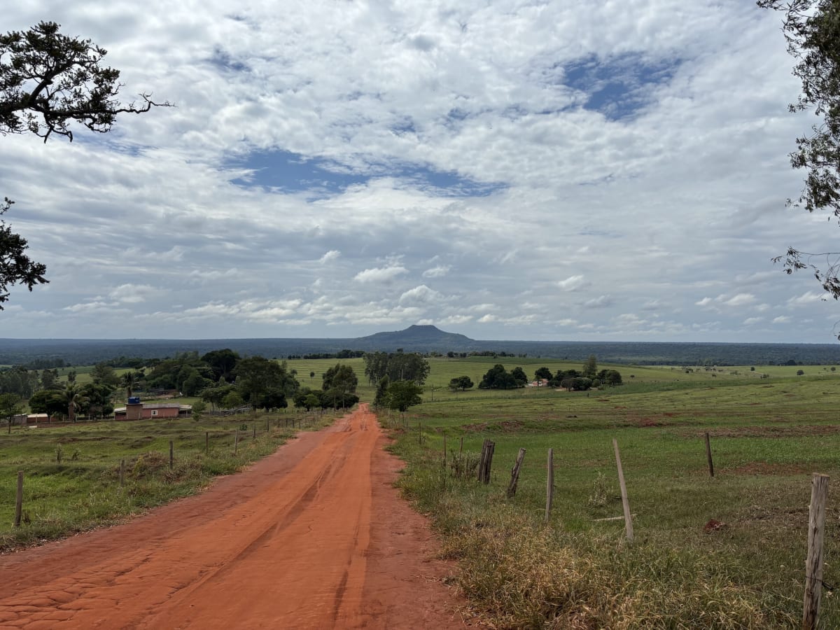 Brazil Settlers Plant 10 Million Trees in Forest Comeback - Image 5