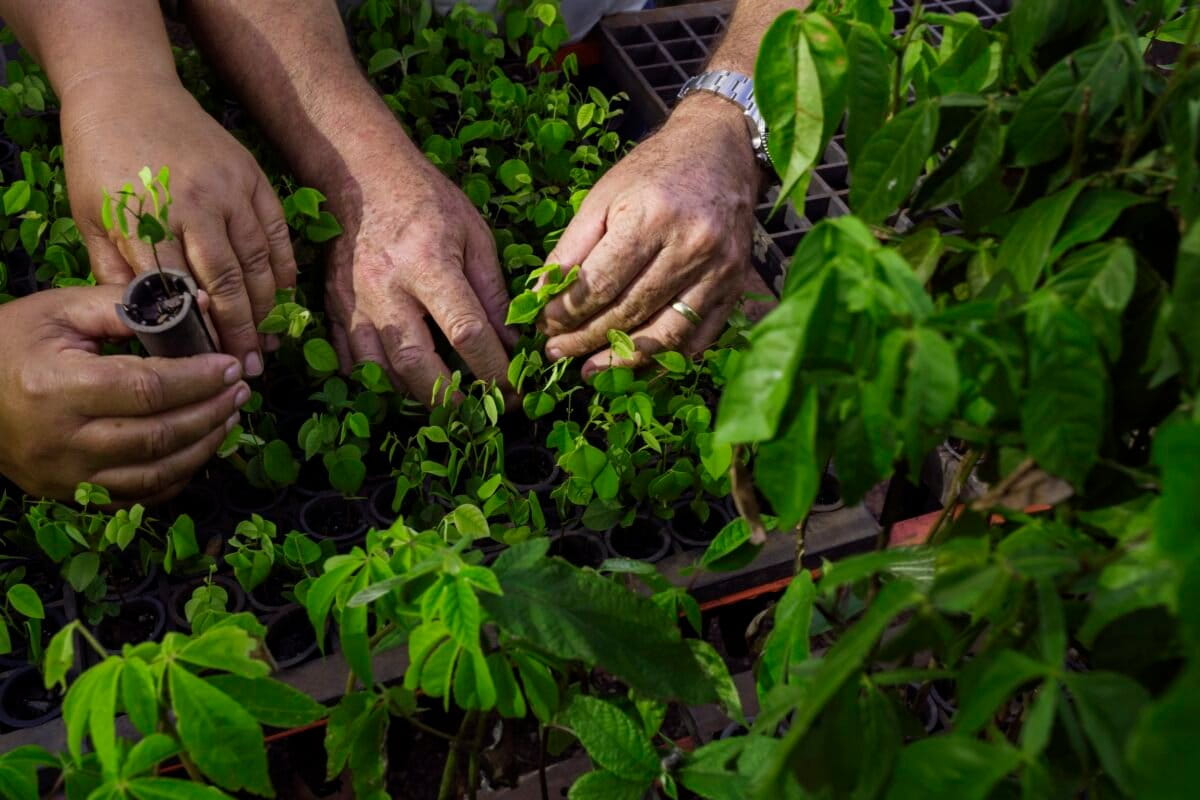 Brazil Settlers Plant 10 Million Trees in Forest Comeback - Image 2