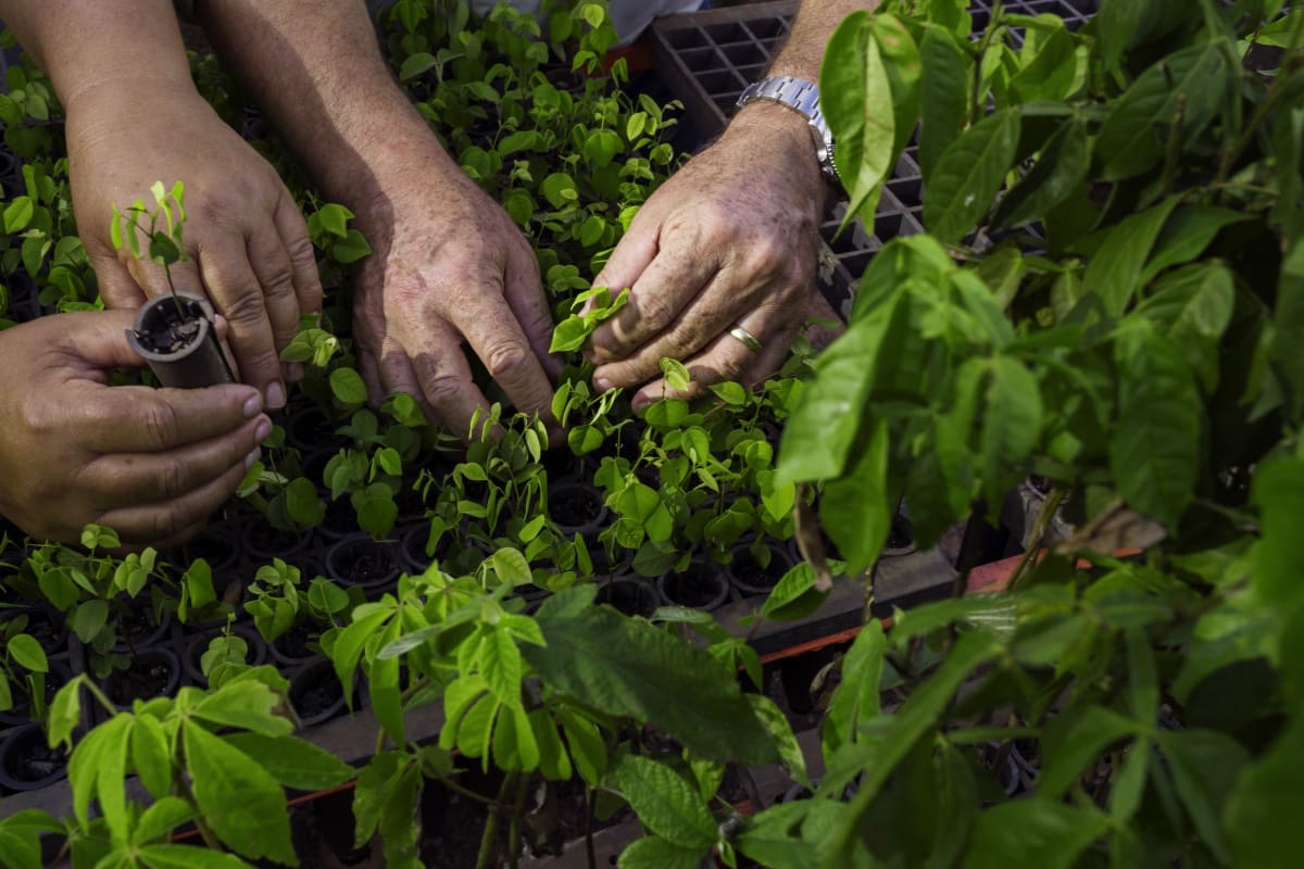 ** Biologist Haroldo Gomes holding native tree seedlings in reforestation area in Brazil