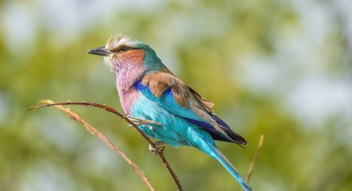 Namibia Women Use Birds to Build Community Hope - Image 2