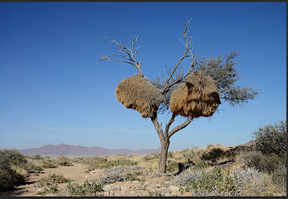 Namibia Women Use Birds to Build Community Hope - Image 4