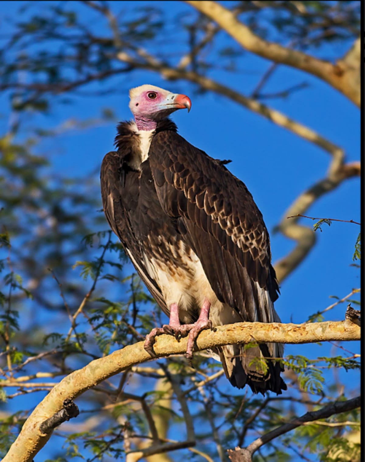 Namibia Women Use Birds to Build Community Hope - Image 5