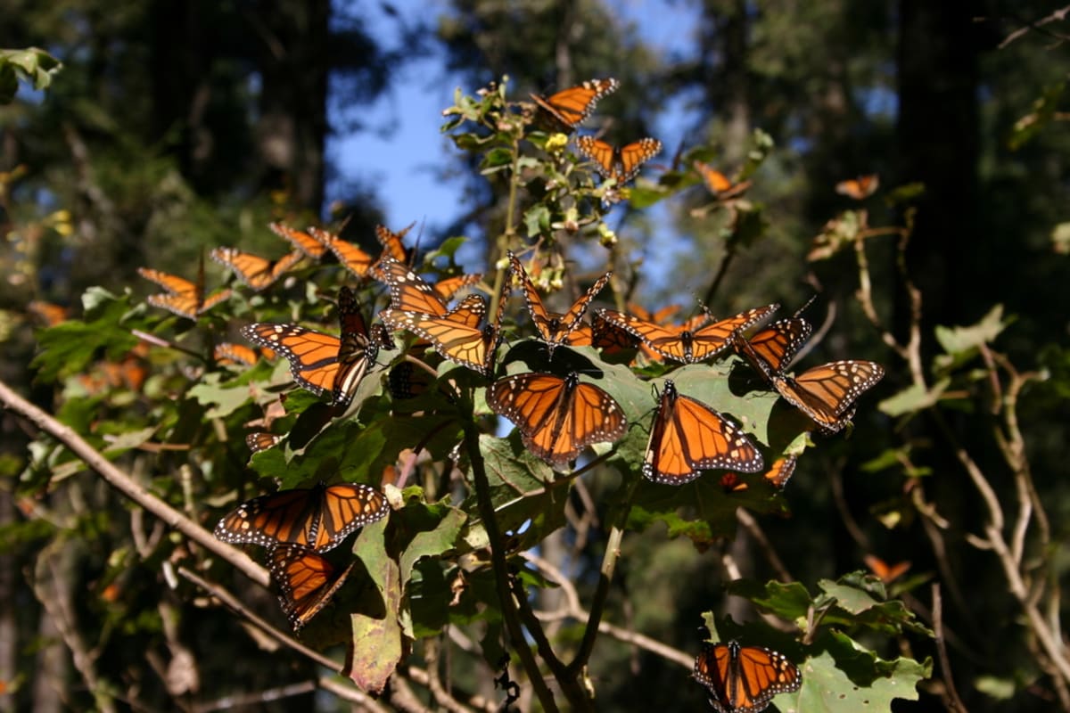 Monarch Butterflies Soar 64% in Mexico's Forests