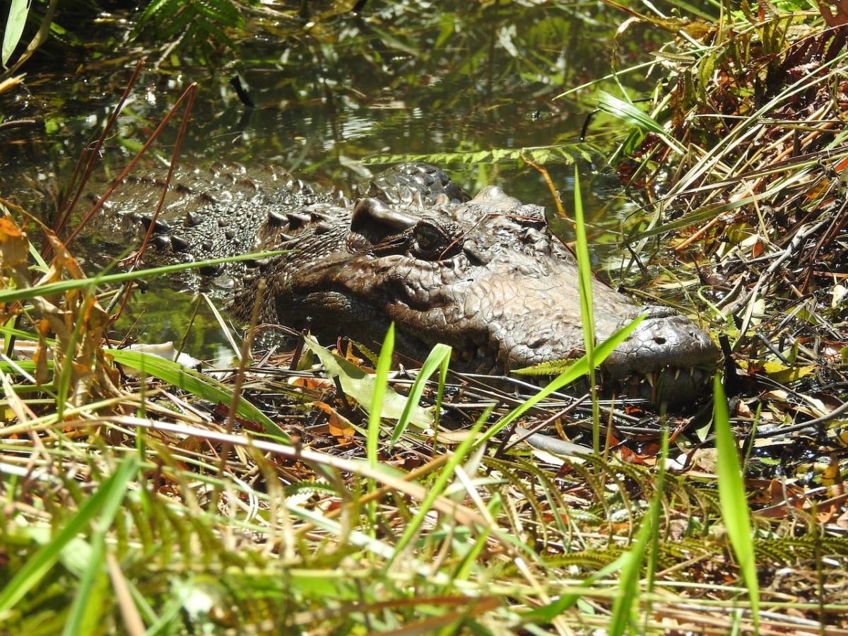 Ancient Spirits Help Save 294 Critically Rare Crocodiles - Image 4