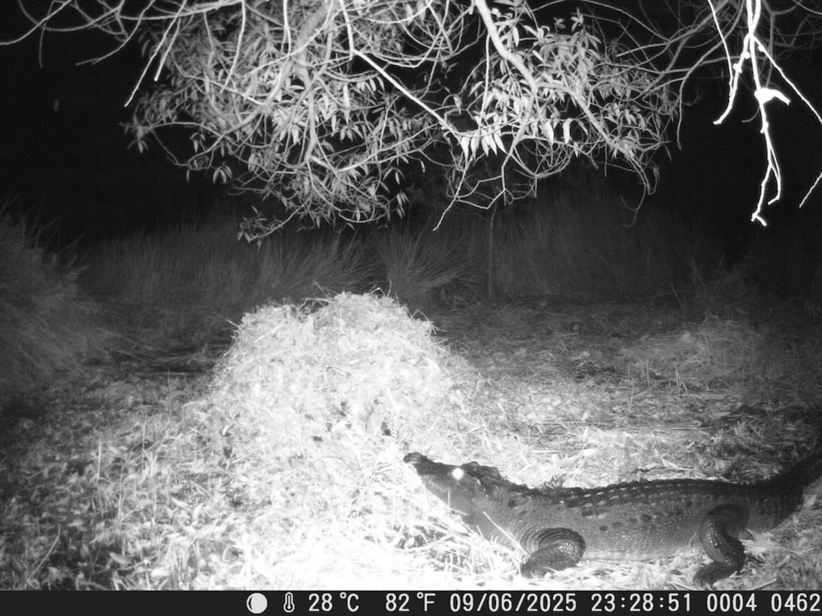 Ancient Spirits Help Save 294 Critically Rare Crocodiles - Image 5