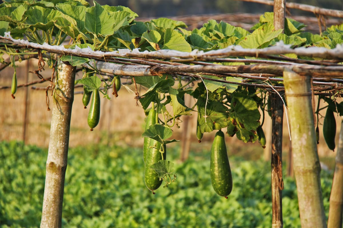 Bangladesh Farmers Boost Income $650 With Bamboo Trellises