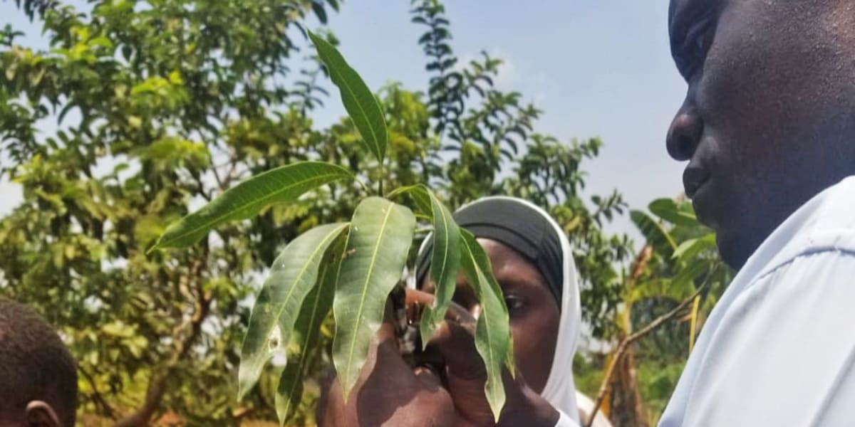 Uganda Kids Plant School Forests to Fight Deforestation - Image 4