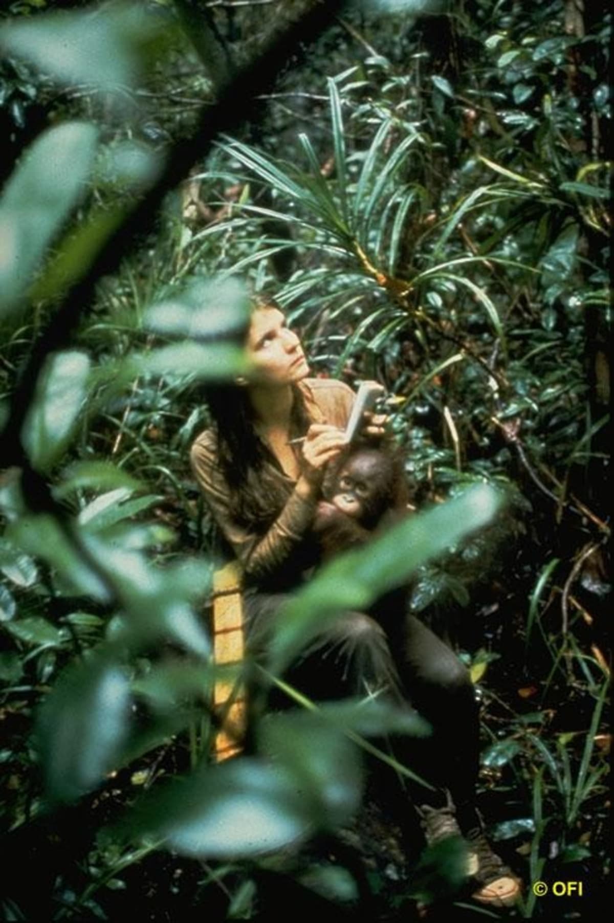 Primatologist Birutė Galdikas Dies at 79, 450 Apes Saved - Image 5