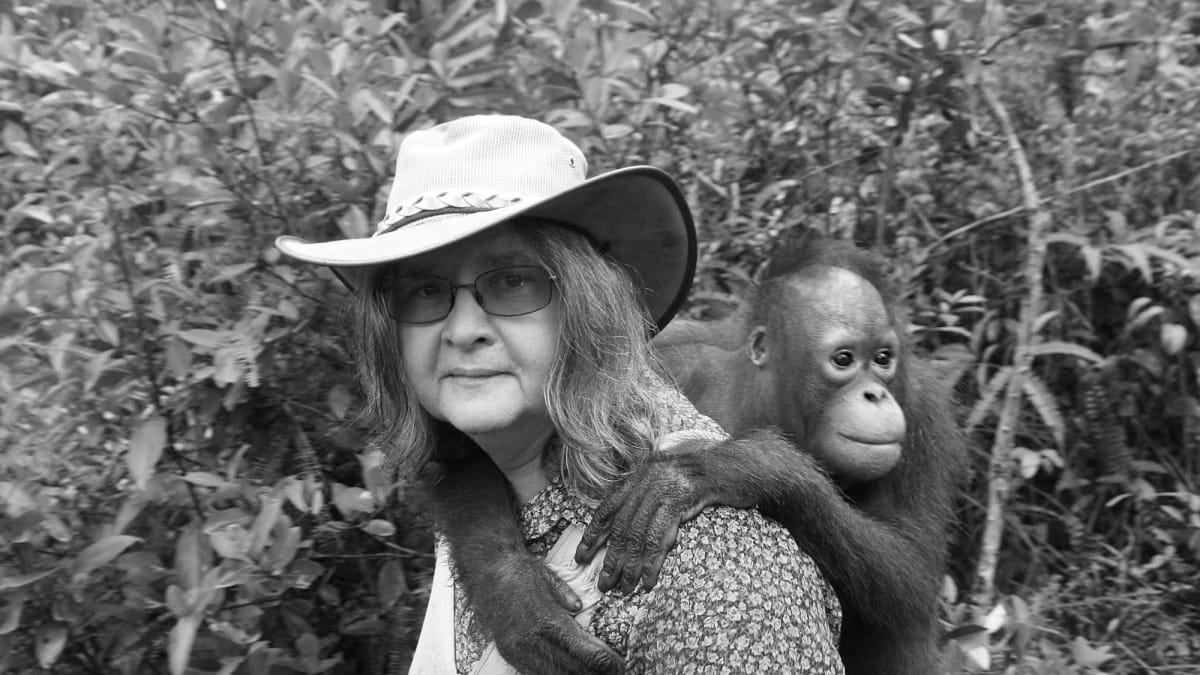 Primatologist Birutė Galdikas observing orangutans in the rainforests of Indonesian Borneo