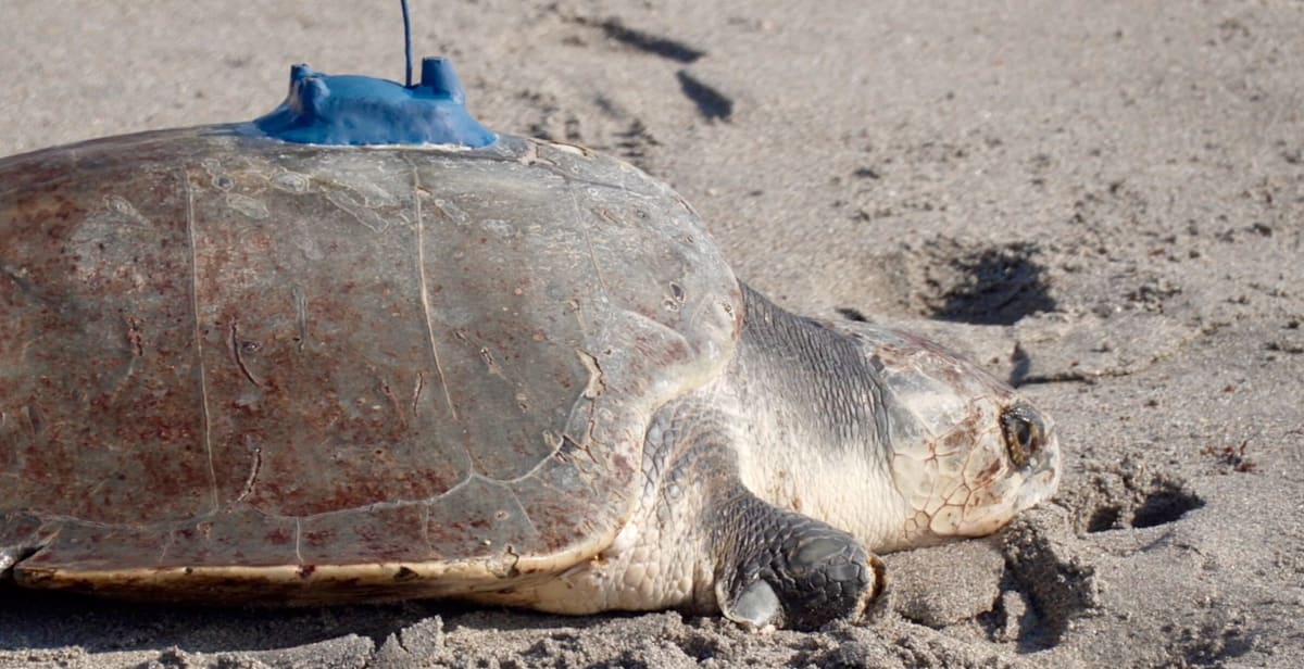 Three-limbed Kemp's ridley sea turtle crawling across sandy beach toward ocean waves in Florida