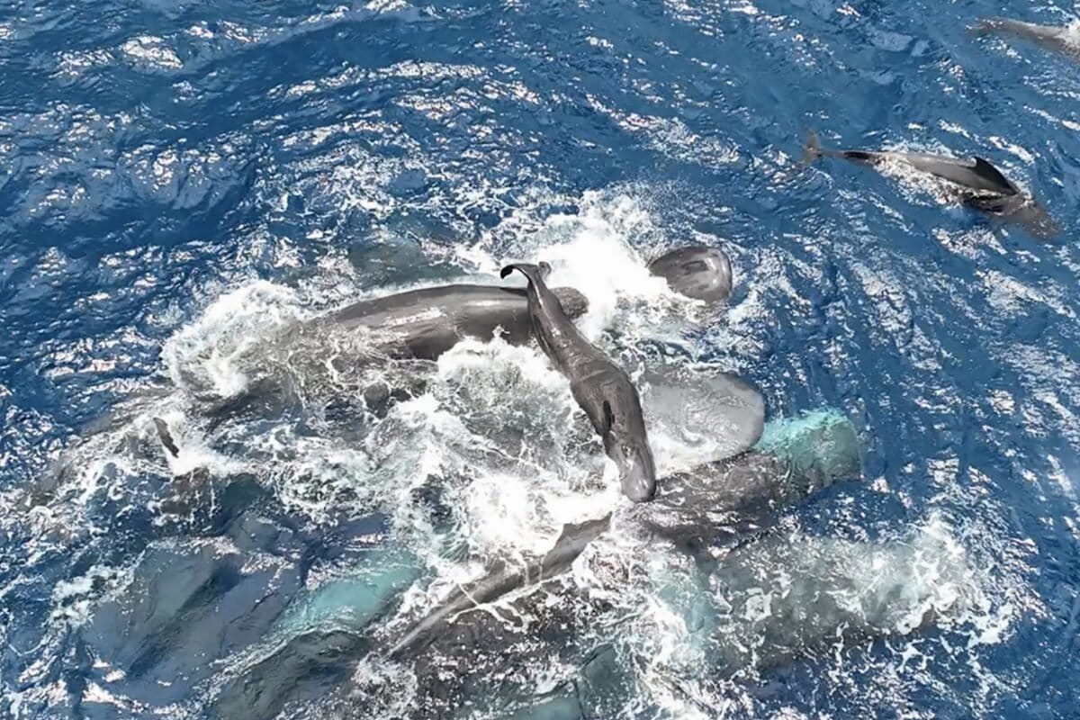 Whales Help Unrelated Mother Give Birth in Ocean First - Image 2