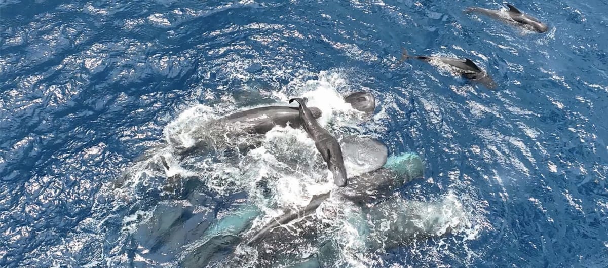Circle of sperm whales lifting newborn calf to ocean surface to help it breathe