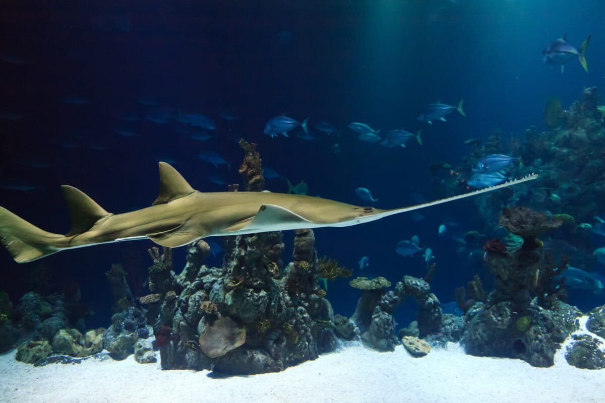 Sri Lanka Sawfish May Survive in Hidden Coastal Refuges - Image 2