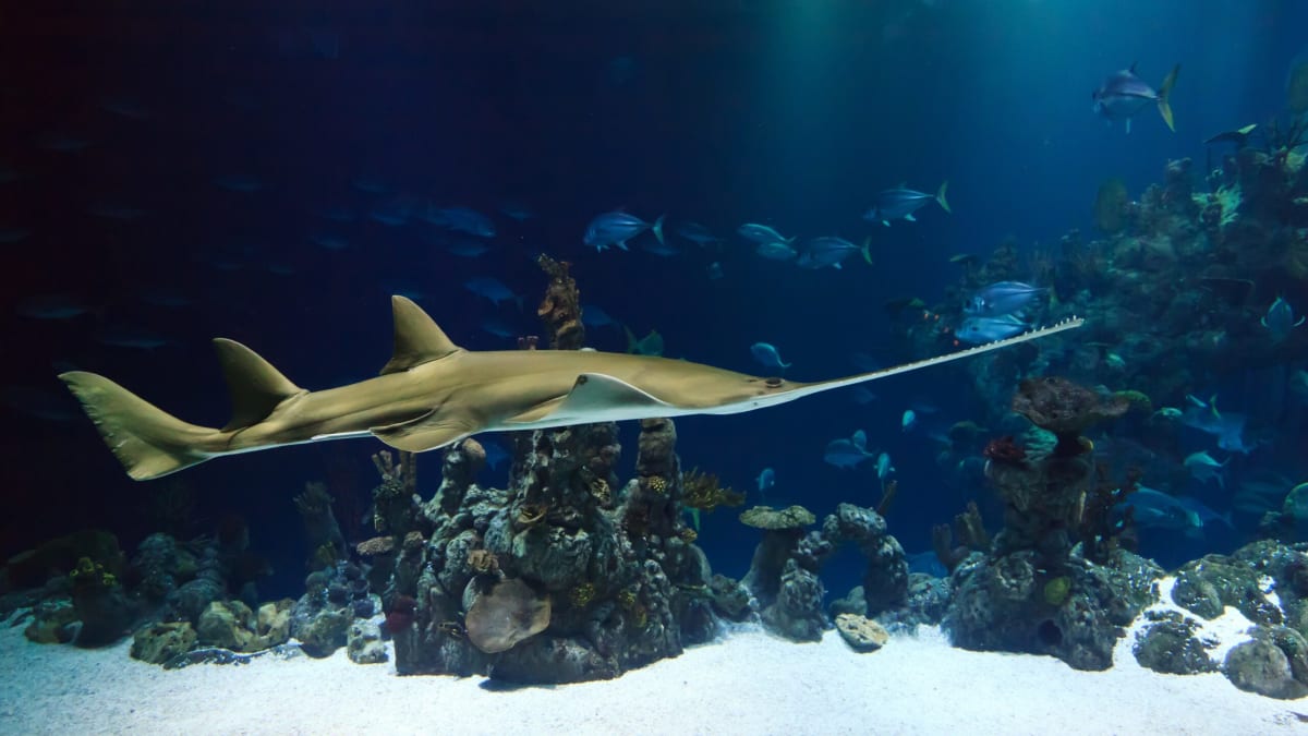 Distinctive saw-shaped snout of sawfish with tooth-like projections along edges in coastal waters