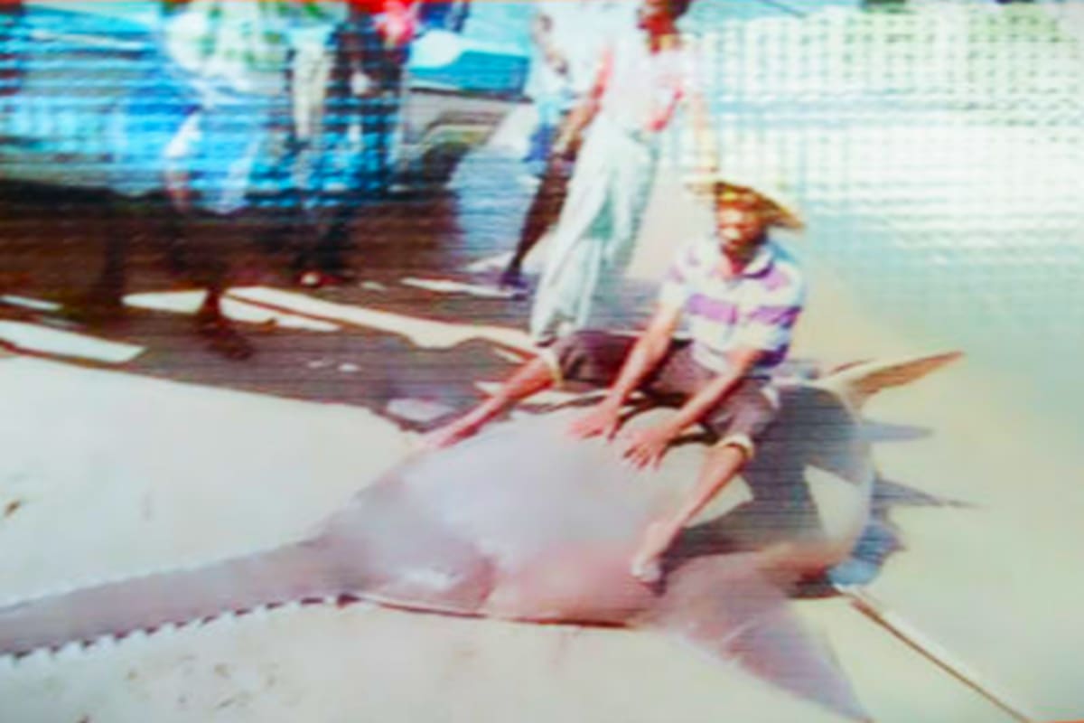 Sri Lanka Sawfish May Survive in Hidden Coastal Refuges - Image 5