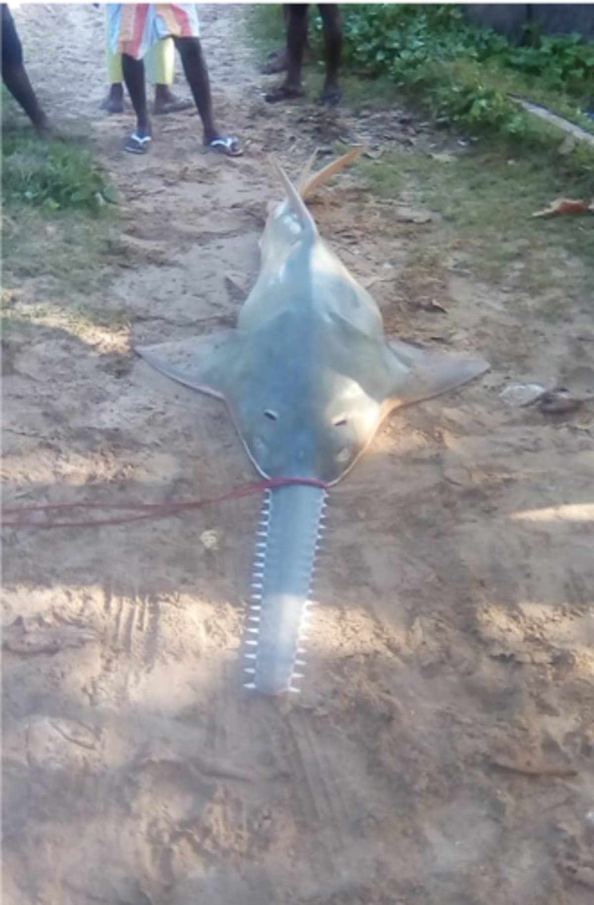 Sri Lanka Sawfish May Survive in Hidden Coastal Refuges - Image 4