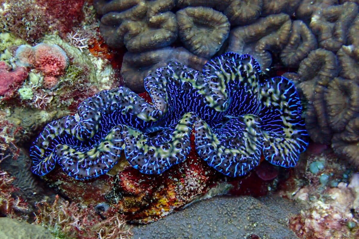 Traditional Samoan Clam Protection Beats Federal Zones - Image 2