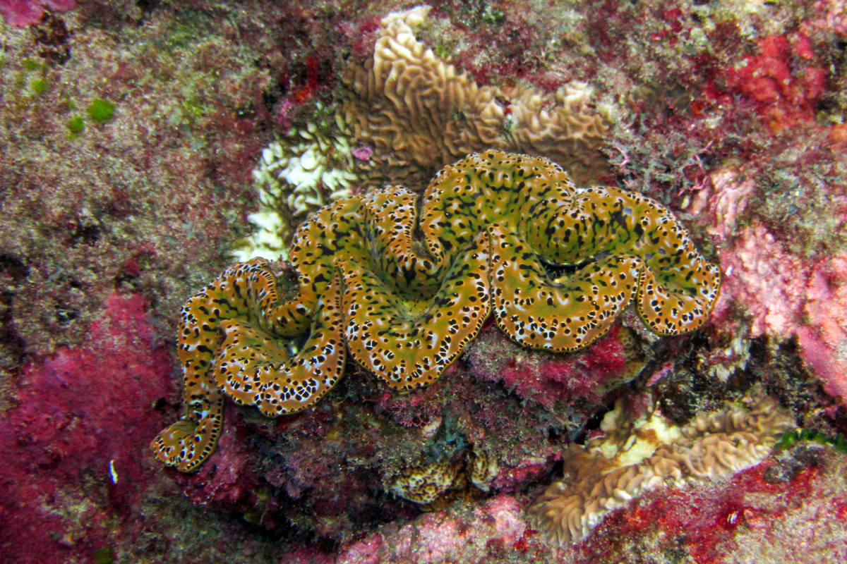 Traditional Samoan Clam Protection Beats Federal Zones - Image 4