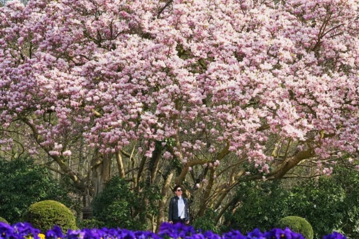 Spring Blooms Paint Cities Pink and Purple Worldwide - Image 5