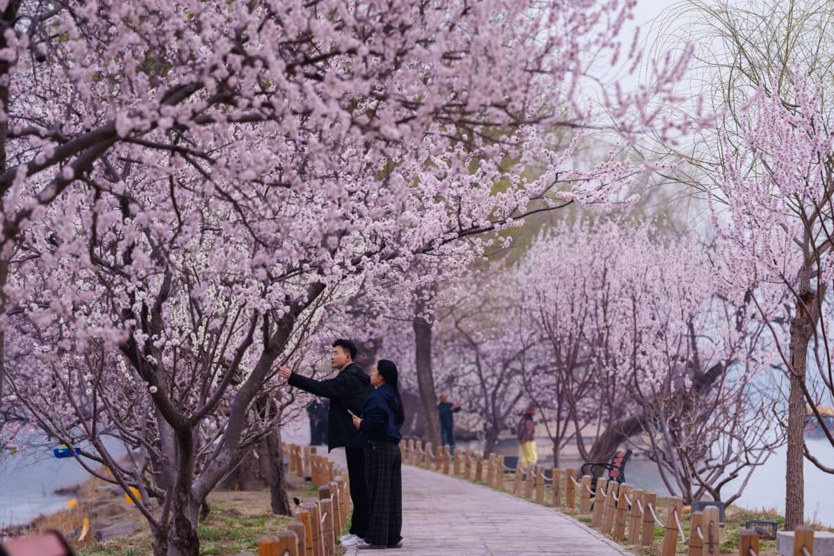 Spring Blooms Paint Cities Pink and Purple Worldwide - Image 2