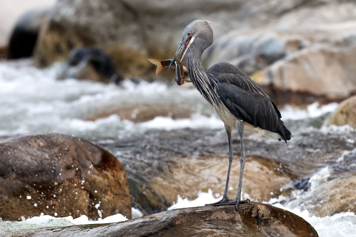 Myanmar Villages Save Critically Endangered Heron - Image 4