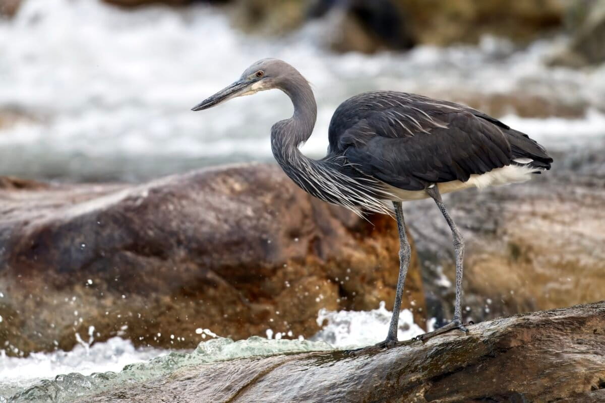 Myanmar Villages Save Critically Endangered Heron - Image 2