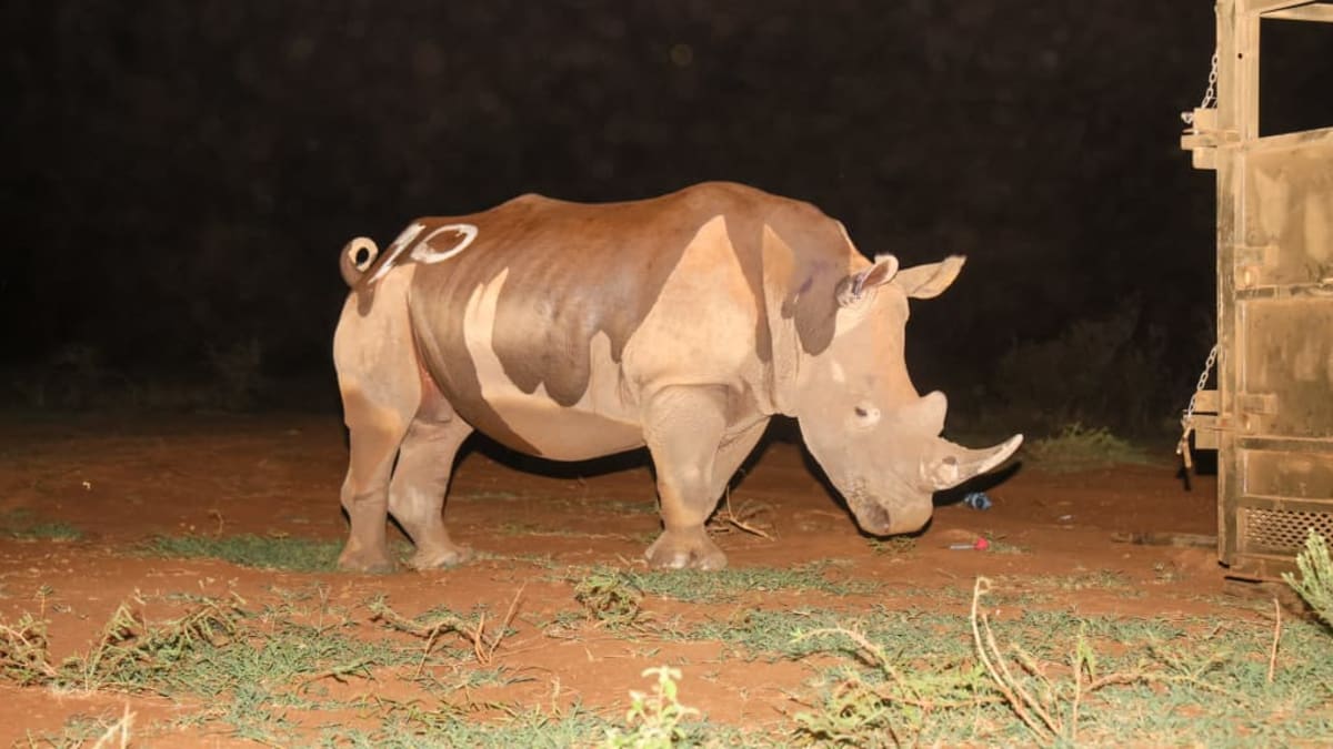 Rhinos Return to Uganda 43 Years After Poaching Wiped Them Out - Image 4