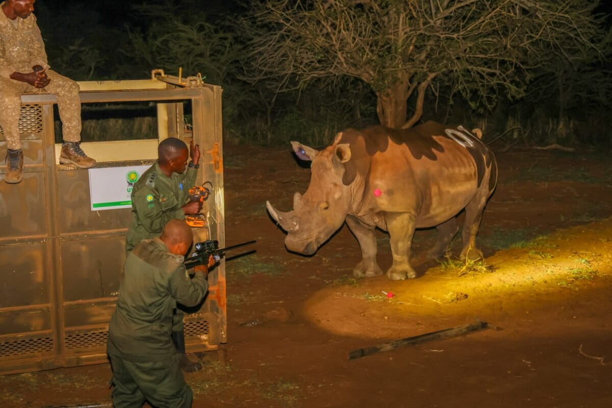 Rhinos Return to Uganda 43 Years After Poaching Wiped Them Out - Image 2