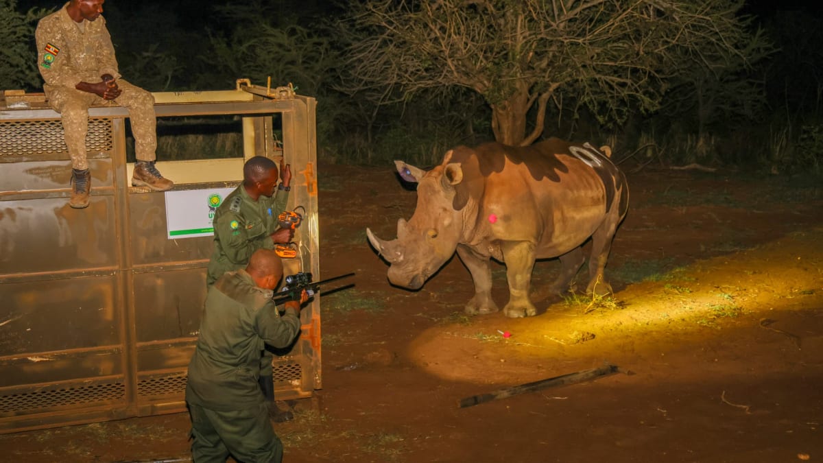 Rhinos Return to Uganda 43 Years After Poaching Wiped Them Out