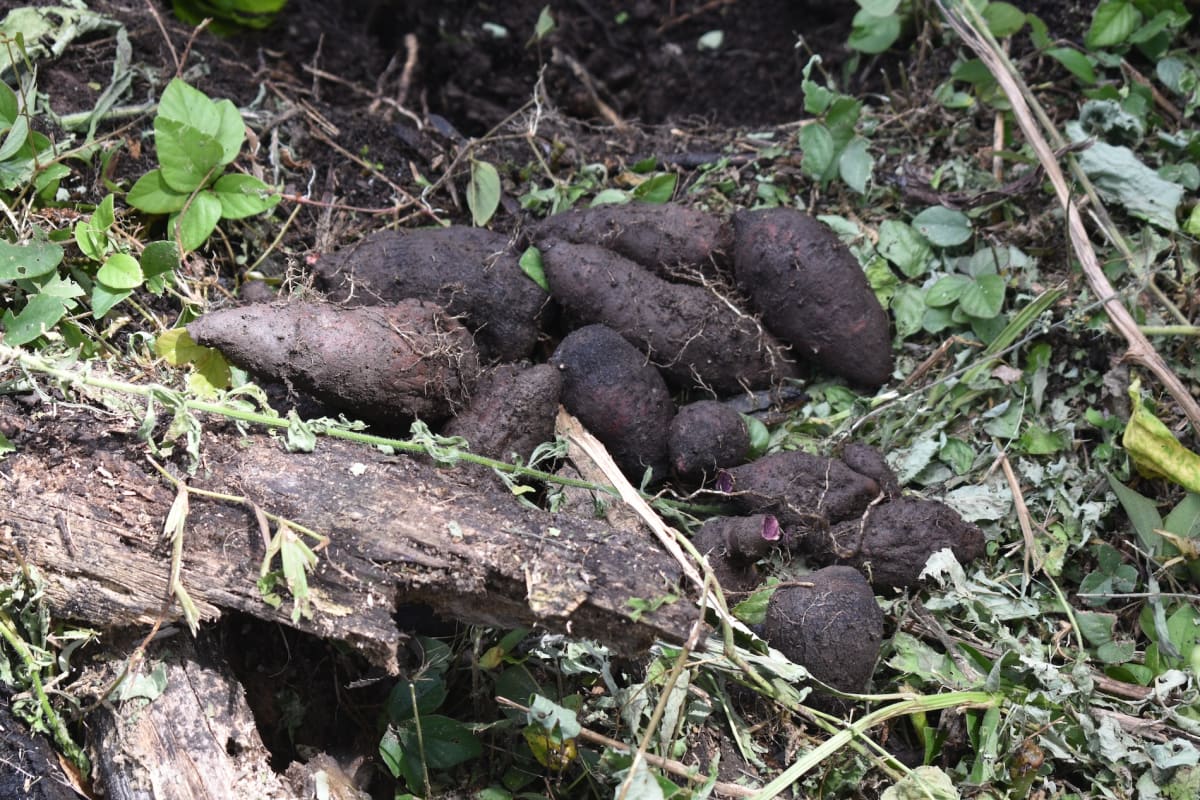 Peru Women Rescue 28 Ancestral Crops From Extinction - Image 4