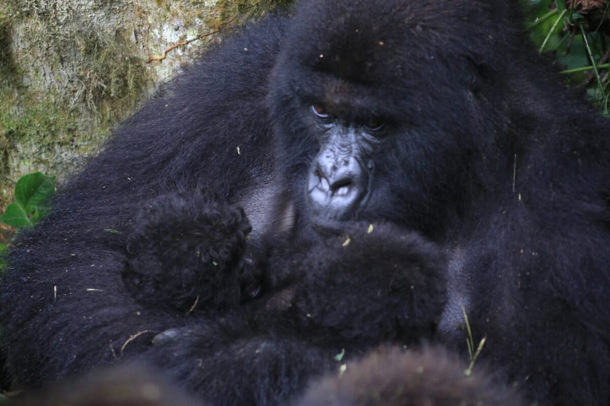Second Twin Mountain Gorillas Born in Congo This Year - Image 2