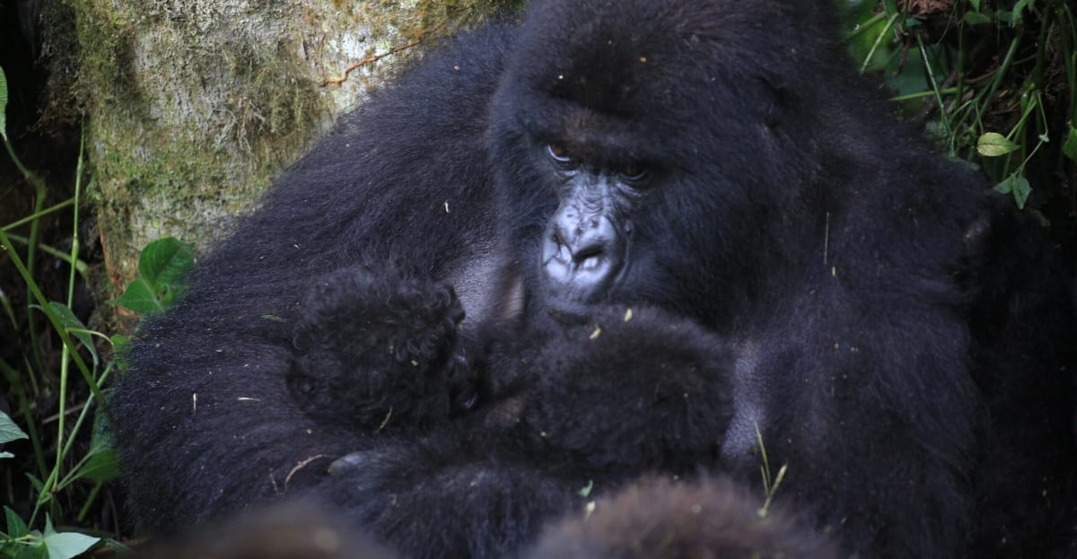 Two newborn mountain gorilla twins from the Baraka family at Virunga National Park